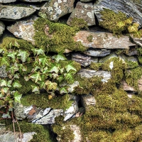 Buy canvas prints of Moss and Ivy by Andy Huntley
