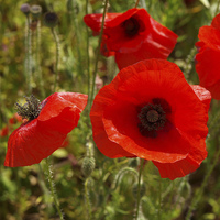 Buy canvas prints of Poppies by Andy Huntley