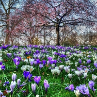 Buy canvas prints of Springtime in the Park by Andy Huntley