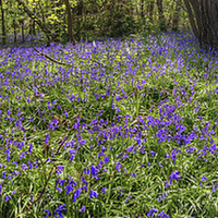 Buy canvas prints of Bluebells in woodland by Andy Huntley