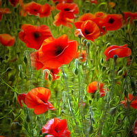 Buy canvas prints of  Poppies by Andy Huntley
