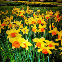Buy canvas prints of  Dafoodils in Bloom by Andy Huntley