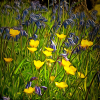 Buy canvas prints of  Buttercups and Bluebells by Andy Huntley