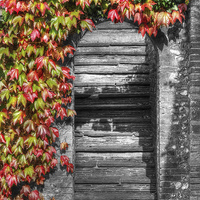 Buy canvas prints of Stone stairs with foliage surround by Andy Huntley