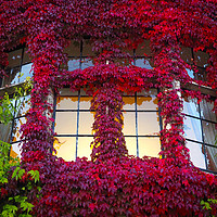 Buy canvas prints of Ivy Window by Andy Huntley