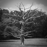 Buy canvas prints of Dead Tree by Andy Huntley