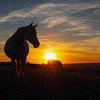 Buy canvas prints of Horse silhouetted in sunset by Andy Huntley