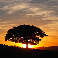 Buy canvas prints of Oak Tree in Sunset by Andy Huntley