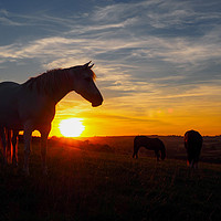 Buy canvas prints of Horse in sunset by Andy Huntley