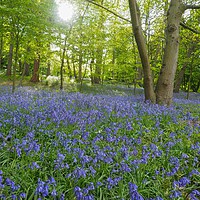 Buy canvas prints of Bluebells by Andy Huntley