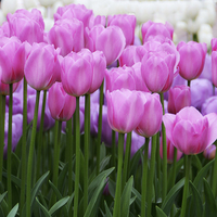 Buy canvas prints of Pink Tulips by Carolyn Eaton