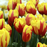 Buy canvas prints of Red and Yellow Tulips by Carolyn Eaton