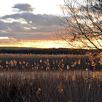 Buy canvas prints of Shapwick Heath, Somerset Levels by Carolyn Eaton