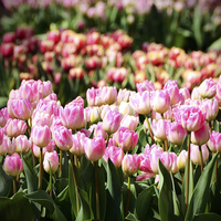 Buy canvas prints of Tulips in the Sunshine by Carolyn Eaton