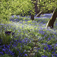 Buy canvas prints of Bluebells in Priors Wood by Carolyn Eaton