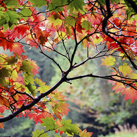 Buy canvas prints of Autumn Japanese Maple by Carolyn Eaton
