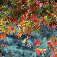 Buy canvas prints of Rainy Autumn Acer at Westonbirt by Carolyn Eaton