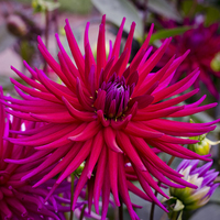 Buy canvas prints of  Spiky Pink Dahlia by Carolyn Eaton