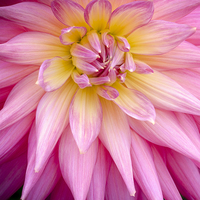 Buy canvas prints of  Spiky Pink Dahlia by Carolyn Eaton
