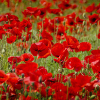 Buy canvas prints of  Field of Poppies by Carolyn Eaton