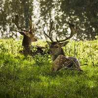 Buy canvas prints of  Young Stags by Carolyn Eaton