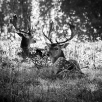 Buy canvas prints of  Young Stags B&W by Carolyn Eaton