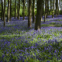Buy canvas prints of  Bluebell Woodland by Carolyn Eaton