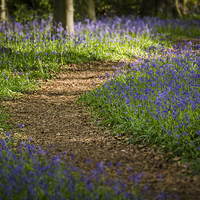 Buy canvas prints of  Path through the Bluebells by Carolyn Eaton