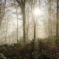 Buy canvas prints of  Sun Breaks Through the Mist in the Woods by Carolyn Eaton
