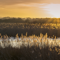 Buy canvas prints of  Somerset Levels Sunset by Carolyn Eaton