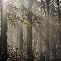 Buy canvas prints of  Sunlight Breaks Through the Fog in the Woods by Carolyn Eaton