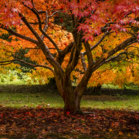 Buy canvas prints of  Autumn Colour by Carolyn Eaton