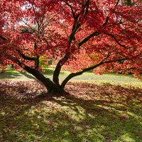 Buy canvas prints of  Red Autumn Acer Tree by Carolyn Eaton
