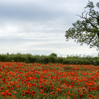 Buy canvas prints of  Poppy Field with Tree by Carolyn Eaton