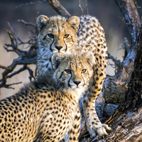 Buy canvas prints of  Cheetah Cubs by Carolyn Eaton