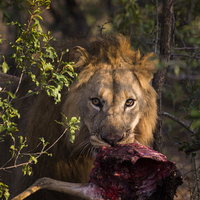 Buy canvas prints of  Lion, Phinda Game Reserve, South Africa by Carolyn Eaton