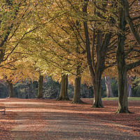 Buy canvas prints of Autumn on Clifton Down, Bristol by Carolyn Eaton