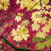 Buy canvas prints of Autumn Colour by Carolyn Eaton