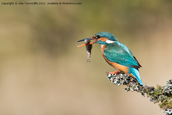 female kingfisher Picture Board by Alan Tunnicliffe