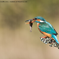 Buy canvas prints of female kingfisher by Alan Tunnicliffe