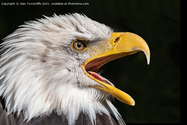 bald eagle Picture Board by Alan Tunnicliffe