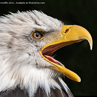 Buy canvas prints of bald eagle by Alan Tunnicliffe