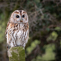 Buy canvas prints of tawny owl by Alan Tunnicliffe