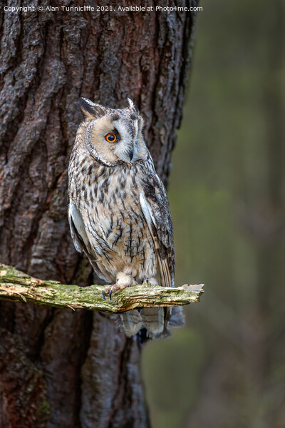 An owl perched on a tree branch Picture Board by Alan Tunnicliffe