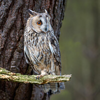 Buy canvas prints of An owl perched on a tree branch by Alan Tunnicliffe