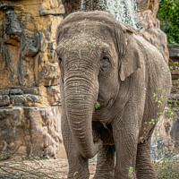 Buy canvas prints of elephant by Alan Tunnicliffe