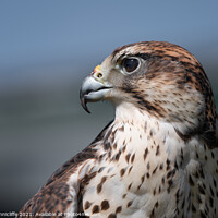 Buy canvas prints of Saker falcon portrait by Alan Tunnicliffe