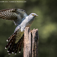 Buy canvas prints of Cuckoo by Alan Tunnicliffe