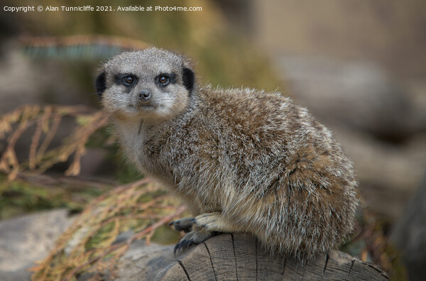 meerkat Picture Board by Alan Tunnicliffe