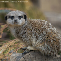 Buy canvas prints of meerkat by Alan Tunnicliffe
